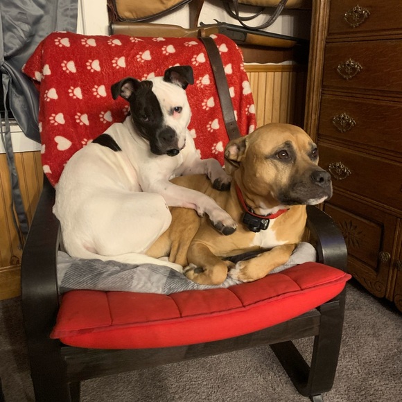 Meet your Posher, Amy - Picture 7 of 8